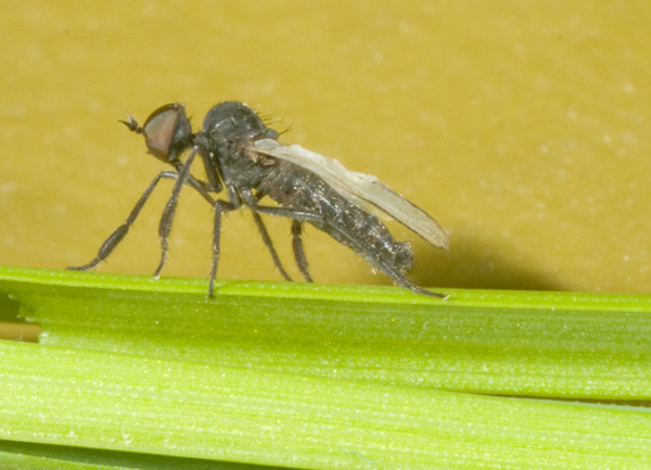piccola mosca