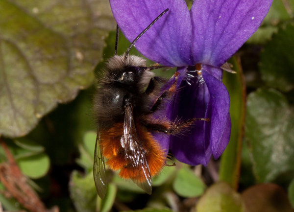 Osmia cornuta M. (Apidae Megachilinae)