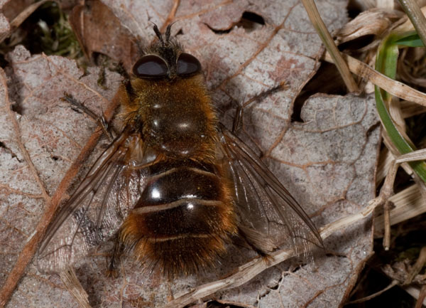 Tachina ursina (Tachinidae)