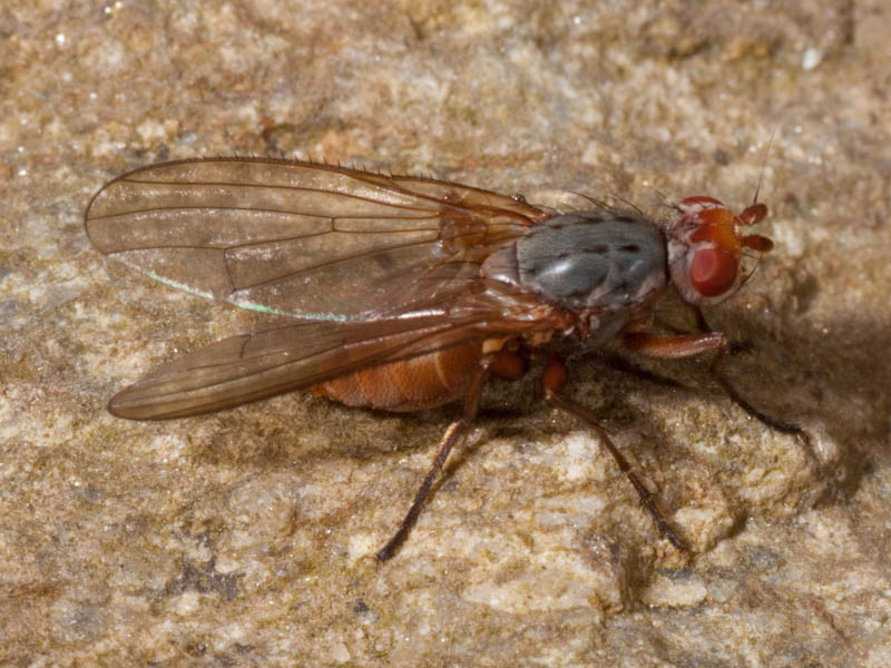 mosca di oggi