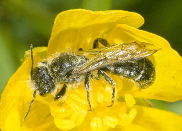 Chelostoma cf, florisomne (Apidae Megachilinae).