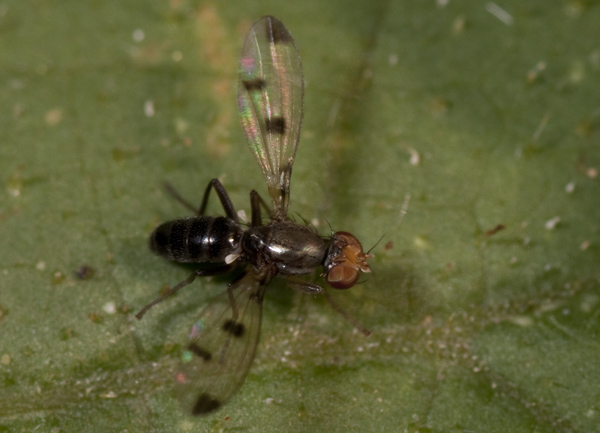 sepsidae