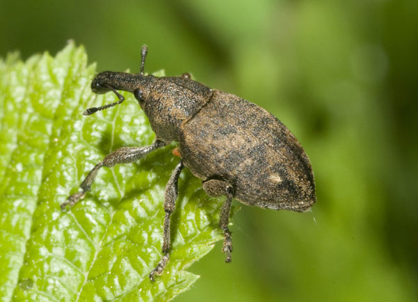 Lepyrus armatus torinese