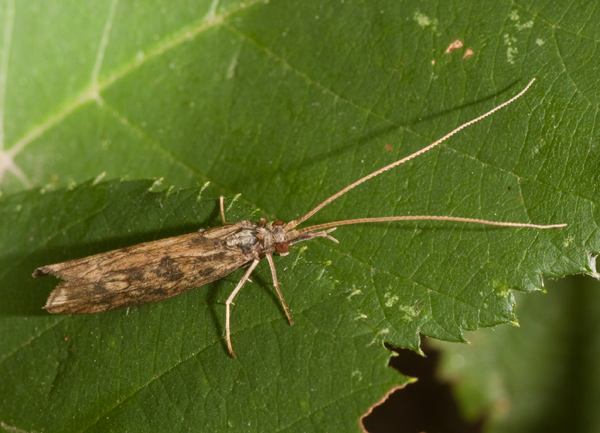 Odontocerum albicorne