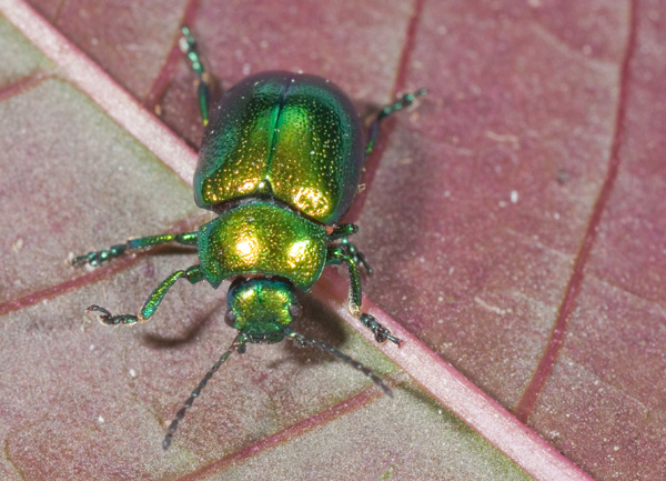 Chrysomelidae: Oreina frigida. No, Gastrophysa viridula