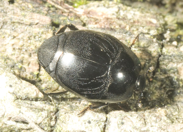 Coleottero Histeridae Saprinus