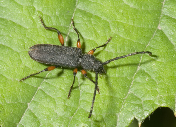 Ropalopus femoratus (Cerambycidae)