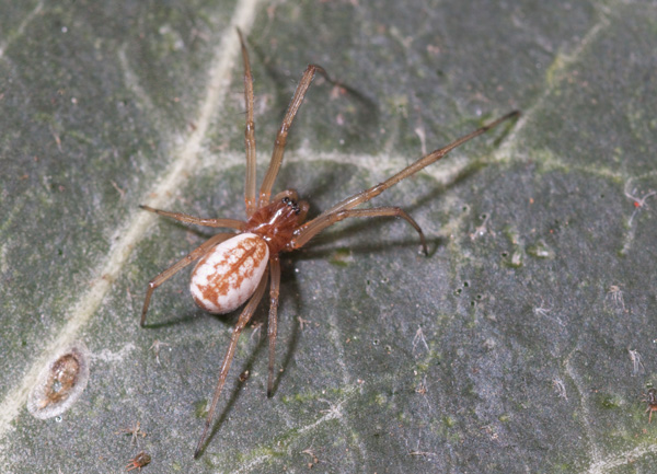 Linyphiidae