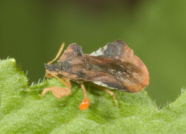 Phymata (Phymata) crassipes