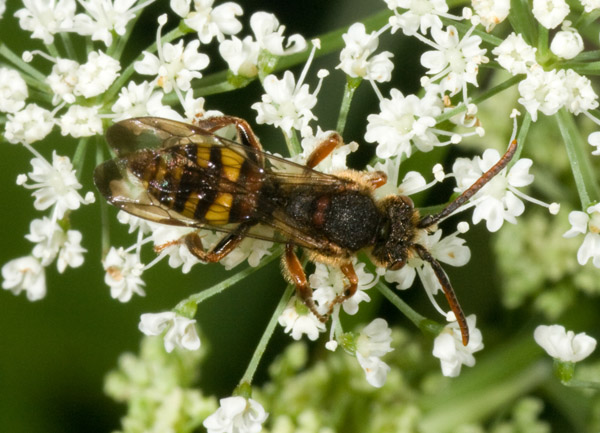 maschio di Nomada sp.