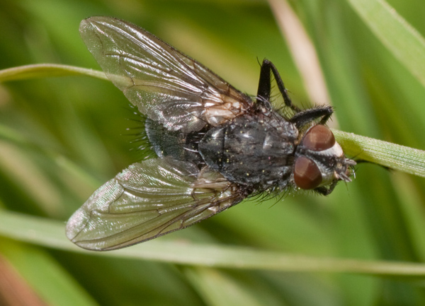 mosca