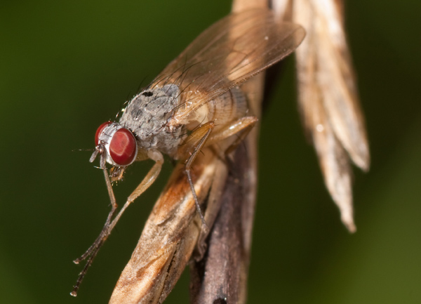 Coenosia sp. (Muscidae)