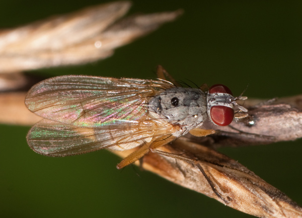 Coenosia sp. (Muscidae)