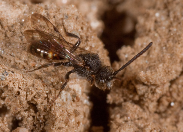 piccola vespa, anzi ape... Nomada sp.