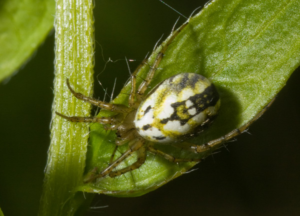 Mangora acalypha