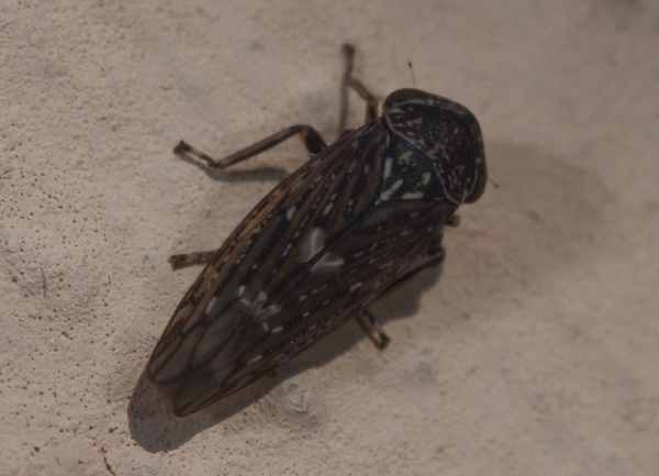 Cicadellidae Idiocerinae