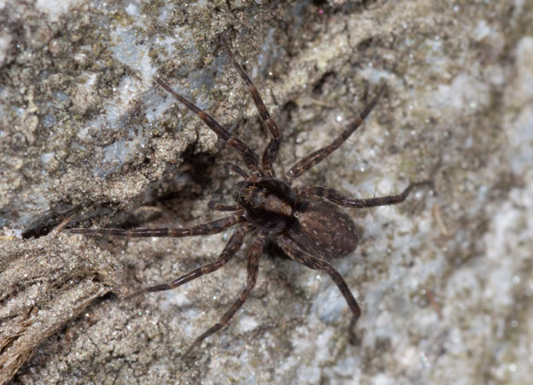 Pardosa sp.