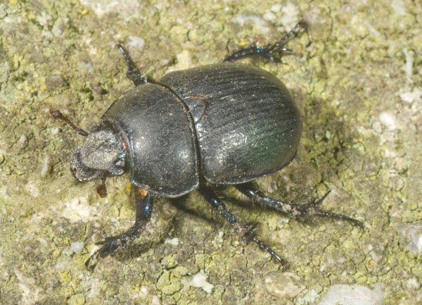 Anoplotrupes stercorosus