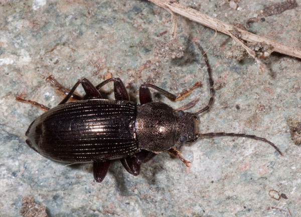carabo? Stenomax aeneus