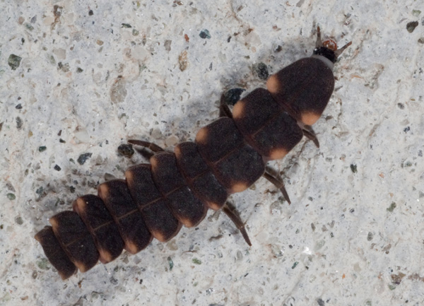 larva