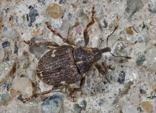 curculionidae
