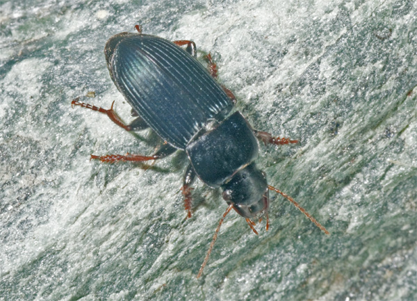 carabidae?