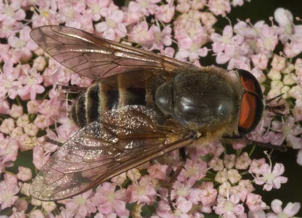 tabanidae