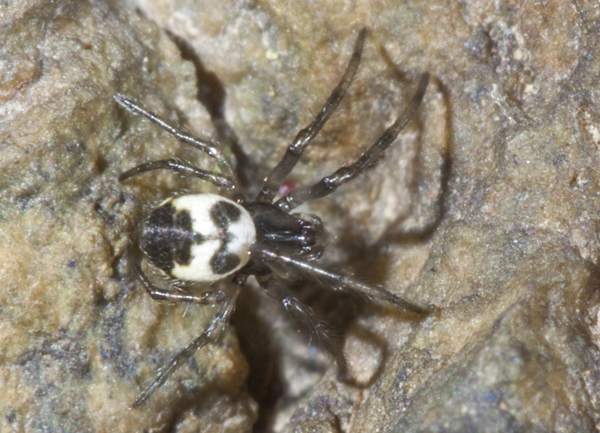Araneidae giovanissimo