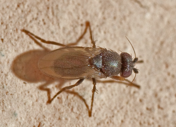 Sphaeroceridae.