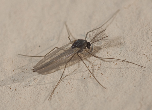chironomidae?