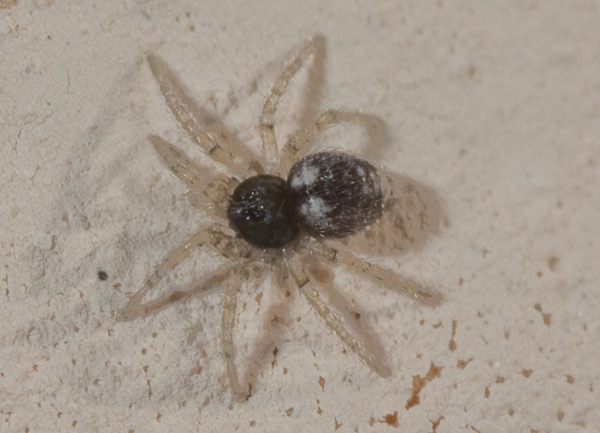 Oecobius sp.
