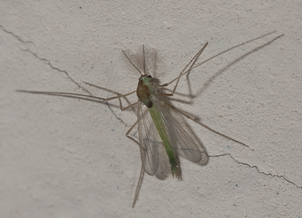 chironomidae?