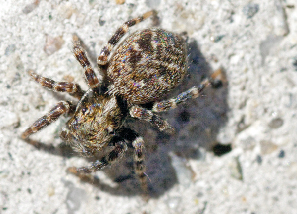 Pseudeuophrys erratica