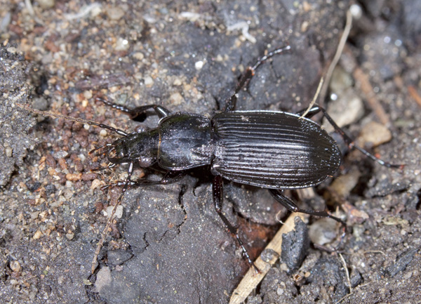 carabidae: Pterostichus niger