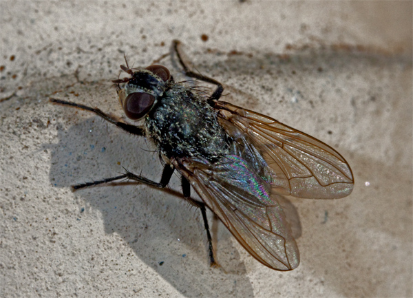 Pollenia sp. F (Calliphoridae)