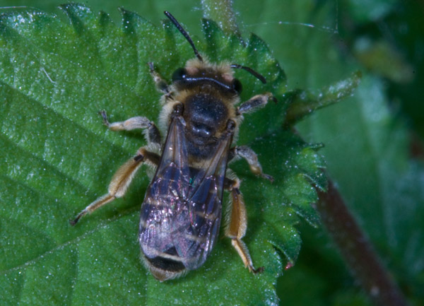 Probabile Andrena sp.