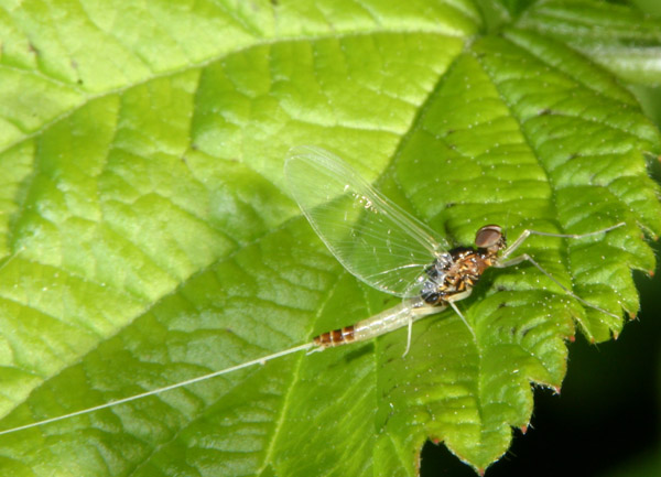 Baetis buceratus