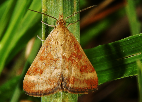 lepidottero - Pyrausta despicata