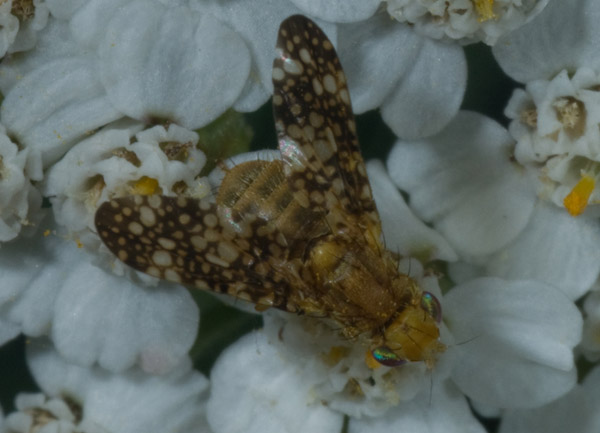 Tephritidae