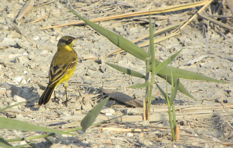 Motacilla flava feldegg?