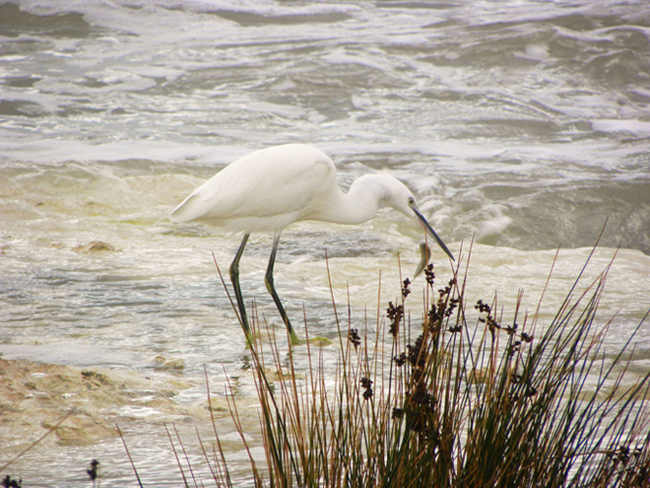 Garzetta e mareggiata (con preda)