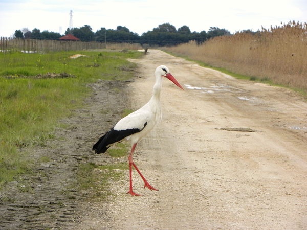 Avifauna humor