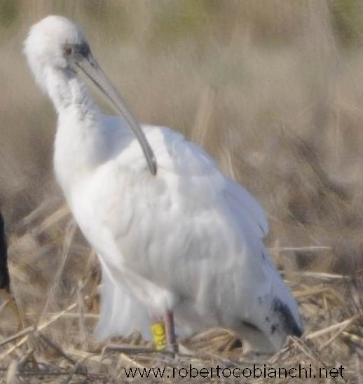 Ibis