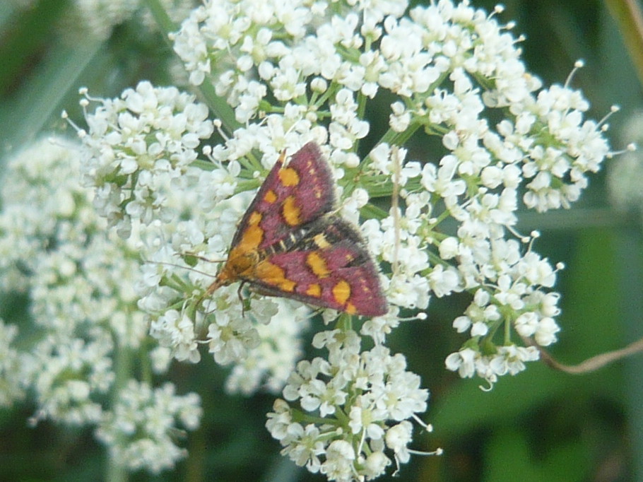 Crambidae: Pyrausta purpuralis e Sesiidae: cfr. Bembecia ichneumoniformis