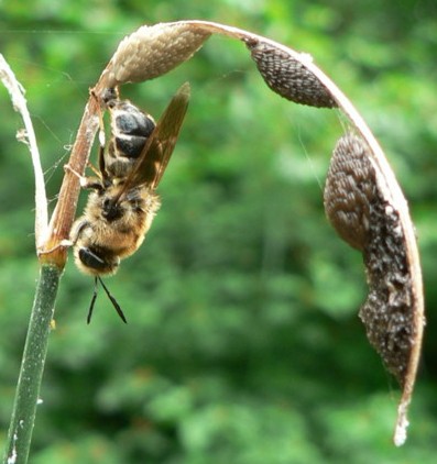 chi  - deposizione uova Stratiomys cf. longicornis.