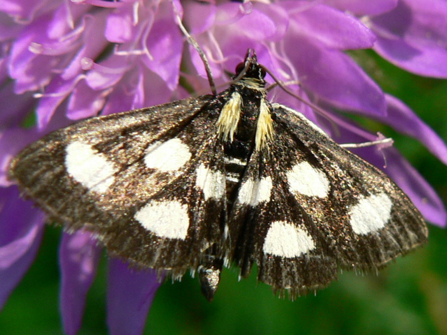 Anania funebris?