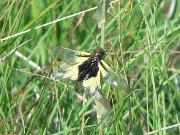 Libelloides coccajus  maschio