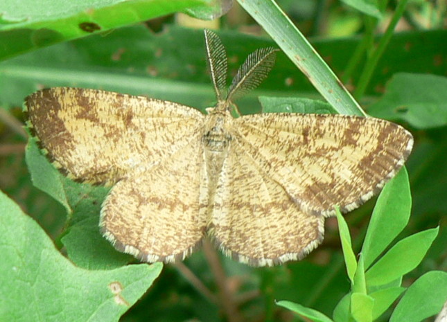 Ematurga atomaria