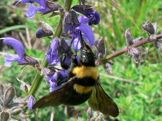 Bombus argillaceus