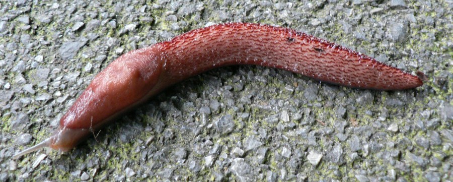 Limax del dacampi-gruppo della prov. di Bergamo